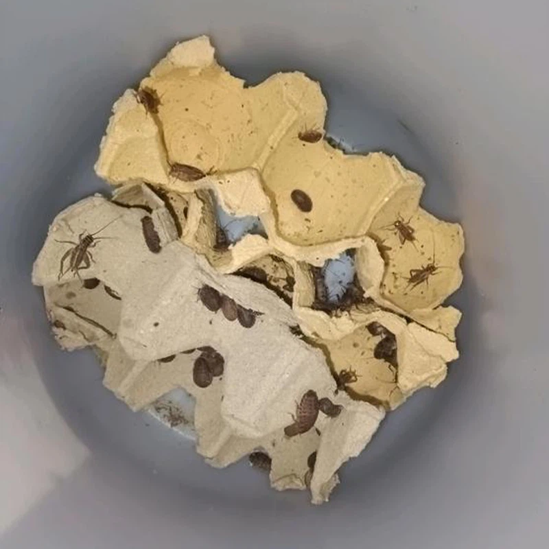 Dried Crickets For Humans