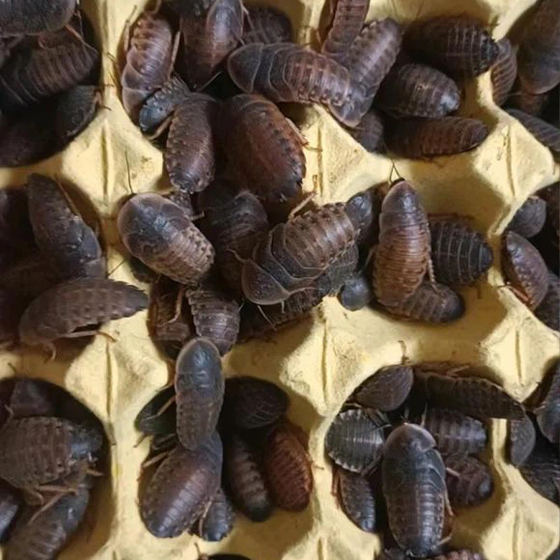 Extra Large Dubia Roaches