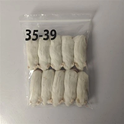 Arktik fareler donmuş sıçanlar